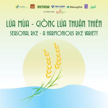 Lúa mùa - Giống lúa thuận thiên