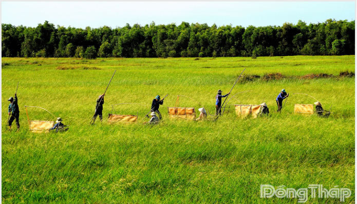 Cây lúa ma: Hồi sinh văn hóa Đồng Tháp Mười - Lê Minh Hoan