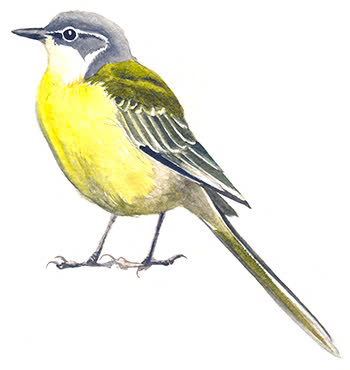 Chiavoivang