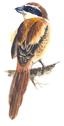 bachthanh