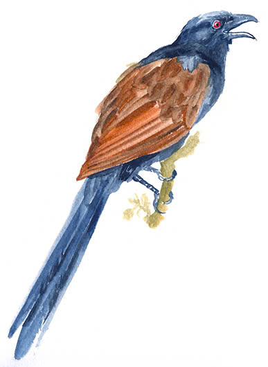 bimbiplon