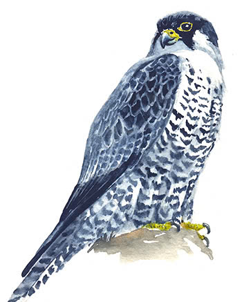 catlon