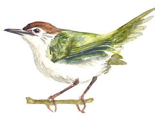 chichbongduoidai