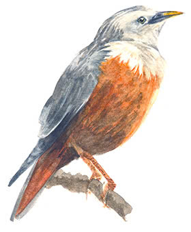 chimsao