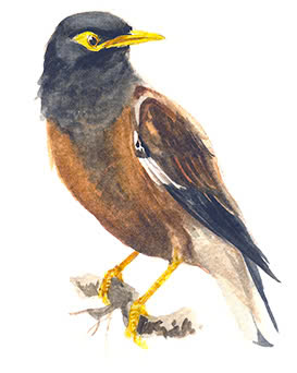 chimsaonau