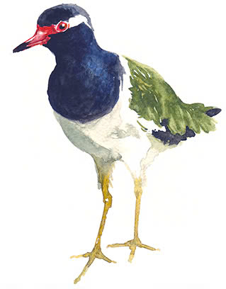 chimtevat
