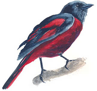 phuongcheodolon
