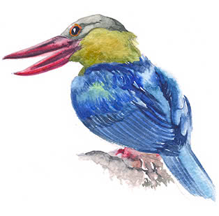samorong