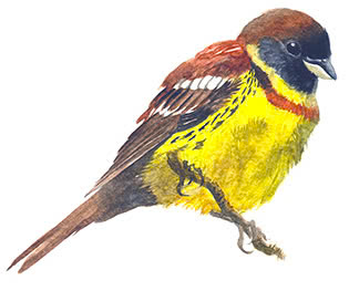 sedongngucvang